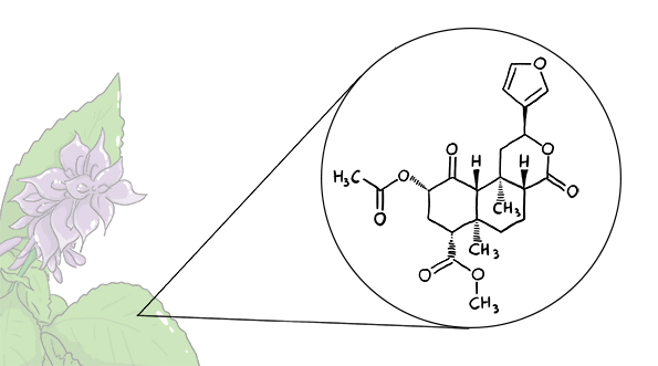 SCHEDA: Salvia divinorum