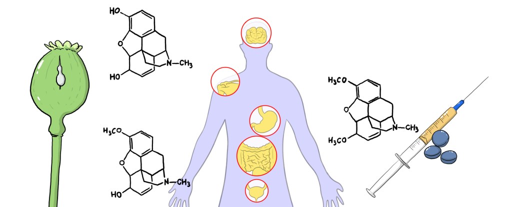 IN PILLOLE: OPPIOIDI / OPPIACEI, QUALI SONO GLI EFFETTI INDESIDERATI PIÙ&nbsp;COMUNI?